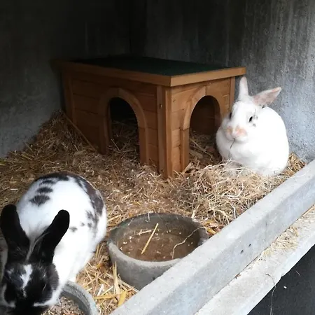 Et D'hotes Le Chene Billault Pouant